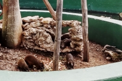 Cuba 2018 -  Zoo  (10)