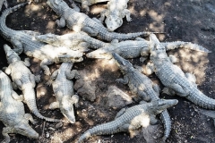 Cuba 2018 -  Zoo  (12)