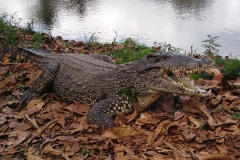 Cuba 2018 -  Zoo  (7)