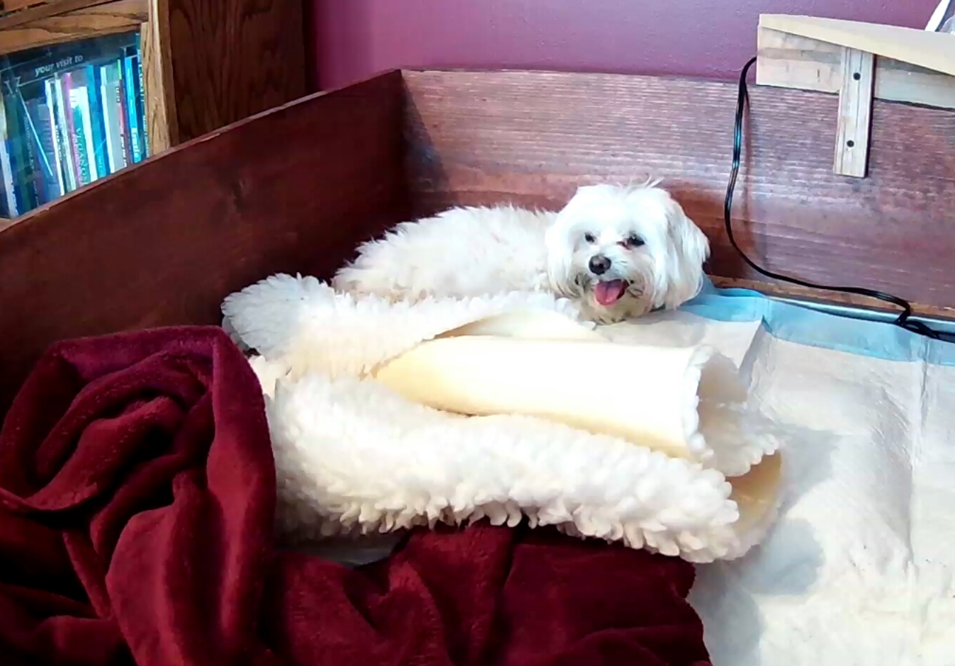 Mama Pula practicing in the whelping bed