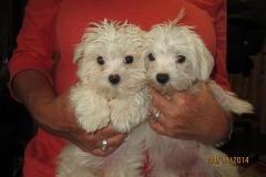 Chloe and Pula
