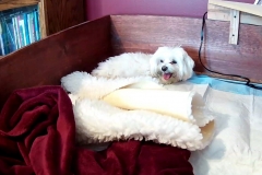 Mama Pula practicing in the whelping bed