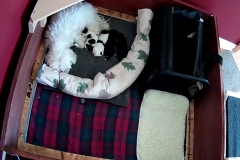 PUppies 1 week 2