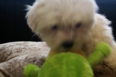 Pula 8 wks