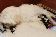 Pula Puppies 12-11-18   (1)