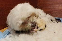 Pula Puppies 12-11-18   (2)