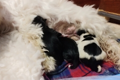 Pula Puppies 12-11-18   (3)