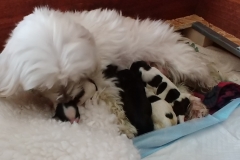 Pula Puppies 12-11-18   (4)