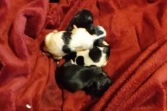 Pula Puppies 12-11-18   (5)