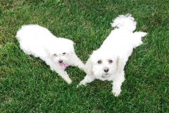 Pula and Pierre