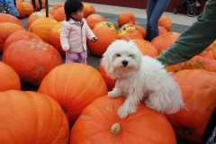 Pula and the Pumkins 2