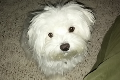 Pula at 10 months