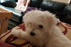 Pula lounging
