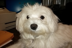 Pula on JM Desk 2