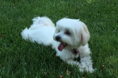 Pula on the grass