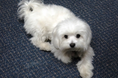 Pula on the rug