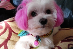 Pula with her purple ears 1