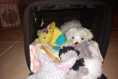 Pula with toys