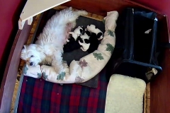 Puppies 1 week 1