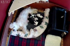 Puppies 1 week 3