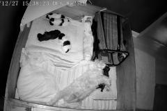 Puppies 1 week 4