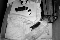 Puppies 1 week 5