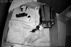 Puppies 2 weeks 1