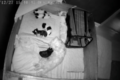 Puppies 2 weeks 3