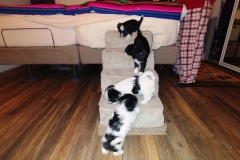 Puppies at 6 weeks (1)