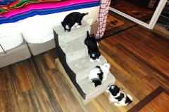 Puppies at 6 weeks (5)