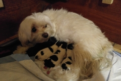 Puppies week 1 eating 2