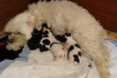Puppies week 1 eating 3