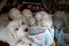 Pups 4 wks 13