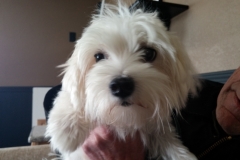Pups 4 wks 7