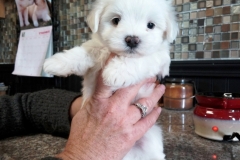 Pups 4 wks 8