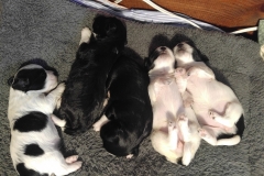 Super Cute Puppies week 1 2 bellies