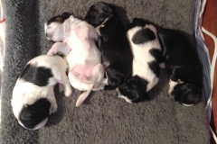 Super Cute puppies week 1 1 belly