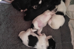 Super Cute puppies week 1 2 bellies 2