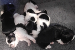 Super Cute puppies week 2