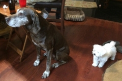 Timber and Pula 8.2014