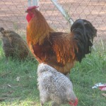 Biggest Rooster in the Hood