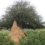 Typical-Termite-Hill