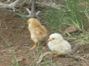 Cute fuzzy little things!