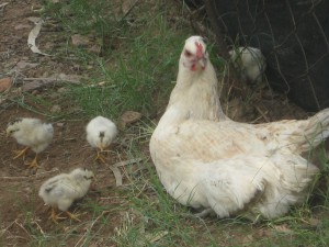Momma Chicken hates that we keep grabbing her little babys