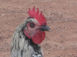 Johns favorite chicken - head shot