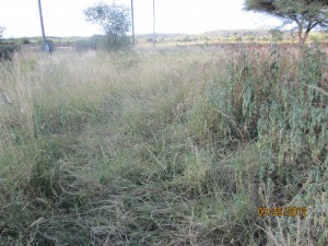 3 Feet Tall Grass - Before