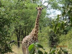 It is amazing that they are just there - staring at us!