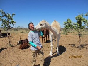 Albino camels on the ranch greet John