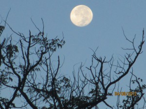 Morning moon is still bright at 7:30 AM