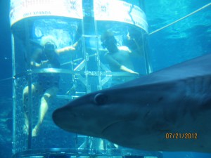 Karla and Adam in the Shark cage!